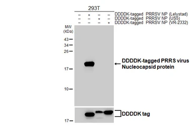 Anti-PRRS virus Nucleocapsid protein antibody [HL4100] used in Western Blot (WB). GTX642546