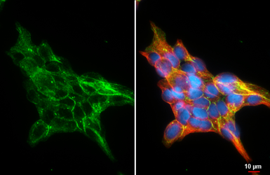Anti-LGR7 antibody [HL4103] used in Immunocytochemistry/ Immunofluorescence (ICC/IF). GTX642549