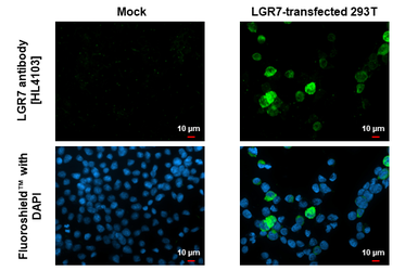 Anti-LGR7 antibody [HL4103] used in Immunocytochemistry/ Immunofluorescence (ICC/IF). GTX642549