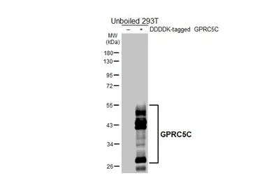 Anti-GPRC5C antibody [HL4114] used in Western Blot (WB). GTX642560