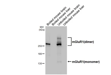 Anti-mGluR1 antibody [HL4127] used in Western Blot (WB). GTX642573