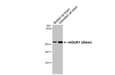 Anti-mGluR1 antibody [HL4127] used in Western Blot (WB). GTX642573