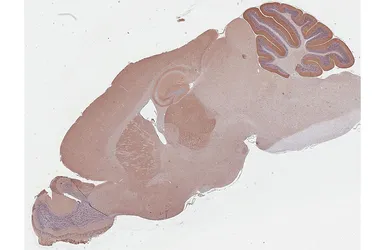 Anti-mGluR1 antibody [HL4127] used in IHC (Paraffin sections) (IHC-P). GTX642573