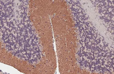 Anti-mGluR1 antibody [HL4127] used in IHC (Paraffin sections) (IHC-P). GTX642573