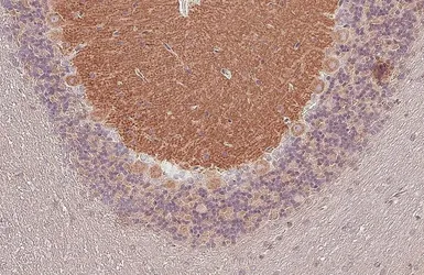 Anti-mGluR1 antibody [HL4127] used in IHC (Paraffin sections) (IHC-P). GTX642573