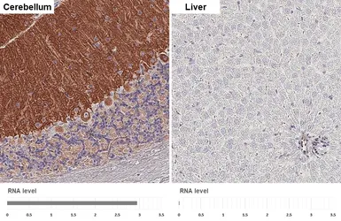 Anti-mGluR1 antibody [HL4127] used in IHC (Paraffin sections) (IHC-P). GTX642573