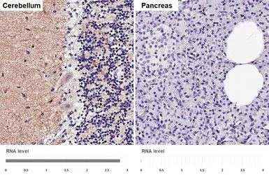 Anti-mGluR1 antibody [HL4127] used in IHC (Paraffin sections) (IHC-P). GTX642573