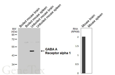 Anti-GABA A Receptor alpha 1 antibody [GT154] used in Western Blot (WB). GTX642581