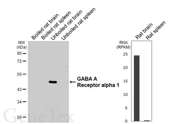 Anti-GABA A Receptor alpha 1 antibody [GT154] used in Western Blot (WB). GTX642581