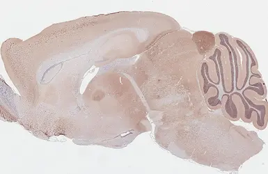 Anti-GABA A Receptor alpha 1 antibody [GT154] used in IHC (Paraffin sections) (IHC-P). GTX642581