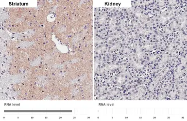 Anti-GABA A Receptor alpha 1 antibody [GT154] used in IHC (Paraffin sections) (IHC-P). GTX642581