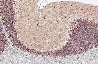 Anti-GABA A Receptor alpha 1 antibody [GT154] used in IHC (Paraffin sections) (IHC-P). GTX642581