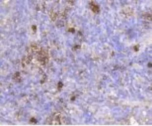 Anti-IGF2R antibody [GT1078] used in IHC (Paraffin sections) (IHC-P). GTX64270