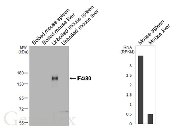 Anti-F4/80 antibody [HL4141] used in Western Blot (WB). GTX642946