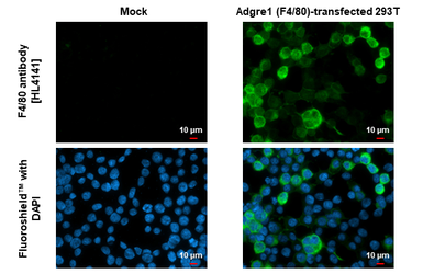 Anti-F4/80 antibody [HL4141] used in Immunocytochemistry/ Immunofluorescence (ICC/IF). GTX642946