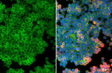 Anti-F4/80 antibody [HL4141] used in Immunocytochemistry/ Immunofluorescence (ICC/IF). GTX642946
