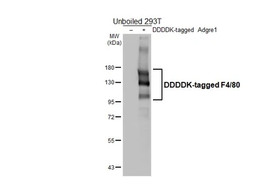 Anti-F4/80 antibody [HL4141] used in Western Blot (WB). GTX642946
