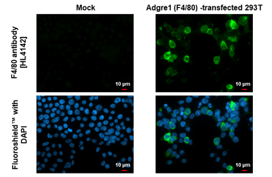 Anti-F4/80 antibody [HL4142] used in Immunocytochemistry/ Immunofluorescence (ICC/IF). GTX642947