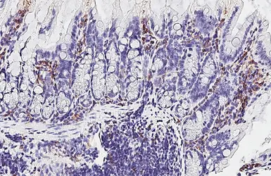 Anti-F4/80 antibody [HL4142] used in IHC (Paraffin sections) (IHC-P). GTX642947