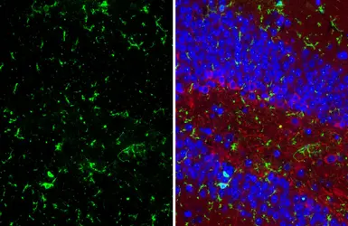 Anti-F4/80 antibody [HL4142] used in IHC (Paraffin sections) (IHC-P). GTX642947