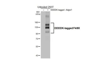 Anti-F4/80 antibody [HL4143] used in Western Blot (WB). GTX642948