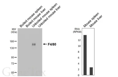 Anti-F4/80 antibody [HL4143] used in Western Blot (WB). GTX642948