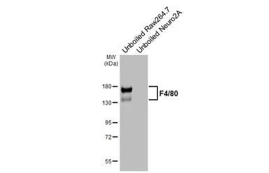 Anti-F4/80 antibody [HL4143] used in Western Blot (WB). GTX642948