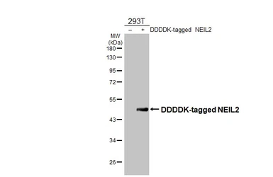 Anti-NEIL2 antibody [HL4144] used in Western Blot (WB). GTX642949