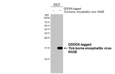 Anti-Tick-borne encephalitis virus NS2B antibody [HL4147] used in Western Blot (WB). GTX642952