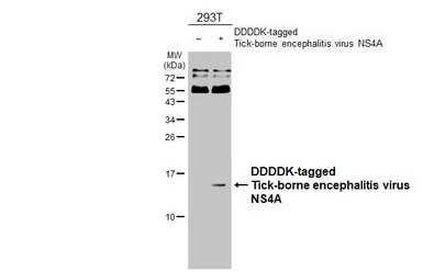 Anti-Tick-borne encephalitis virus NS4A antibody [HL4155] used in Western Blot (WB). GTX642960