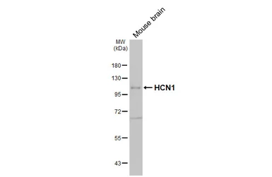 Anti-HCN1 antibody [GT165] used in Western Blot (WB). GTX642974
