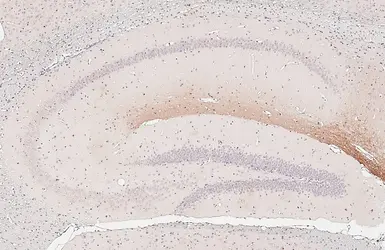 Anti-HCN1 antibody [GT165] used in IHC (Paraffin sections) (IHC-P). GTX642974