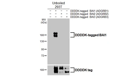 Anti-BAI1 antibody [HL4184] used in Western Blot (WB). GTX642998