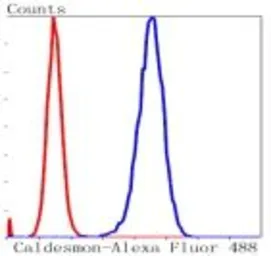 Anti-Caldesmon antibody [GT1108] used in Flow cytometry (FCM). GTX64300