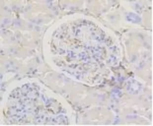 Anti-Caldesmon antibody [GT1108] used in IHC (Paraffin sections) (IHC-P). GTX64300