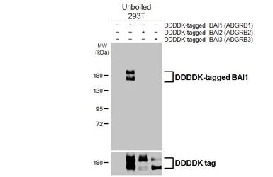 Anti-BAI1 antibody [HL4187] used in Western Blot (WB). GTX643001