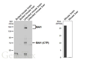 Anti-BAI1 antibody [HL4188] used in Western Blot (WB). GTX643002