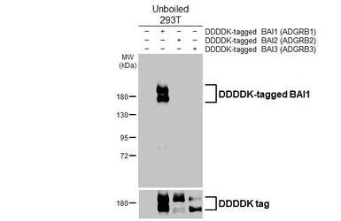 Anti-BAI1 antibody [HL4188] used in Western Blot (WB). GTX643002