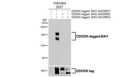 Anti-BAI1 antibody [HL4190] used in Western Blot (WB). GTX643004