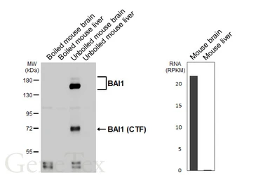 Anti-BAI1 antibody [HL4190] used in Western Blot (WB). GTX643004