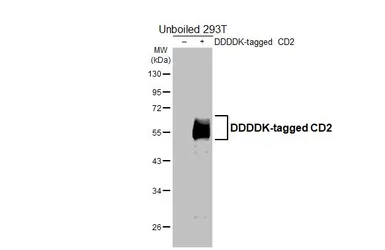 Anti-CD2 antibody [GT173] used in Western Blot (WB). GTX643012