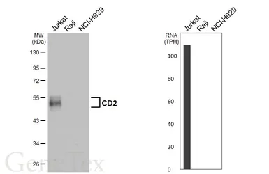 Anti-CD2 antibody [GT173] used in Western Blot (WB). GTX643012