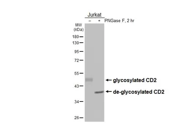 Anti-CD2 antibody [GT173] used in Western Blot (WB). GTX643012