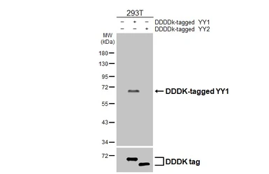 Anti-YY1 antibody [HL4198] used in Western Blot (WB). GTX643021