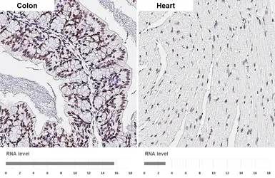 Anti-YY1 antibody [HL4198] used in IHC (Paraffin sections) (IHC-P). GTX643021