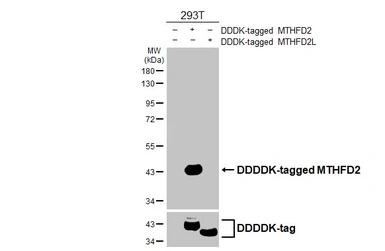 Anti-MTHFD2 antibody [HL4200] used in Western Blot (WB). GTX643023