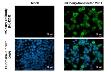 Anti-mCherry antibody [HL4201] used in Immunocytochemistry/ Immunofluorescence (ICC/IF). GTX643024