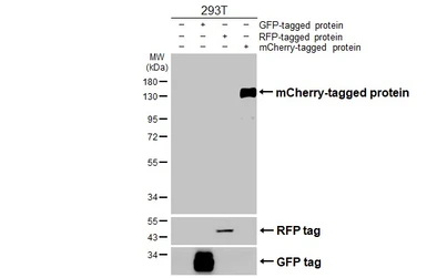 Anti-mCherry antibody [HL4201] used in Western Blot (WB). GTX643024