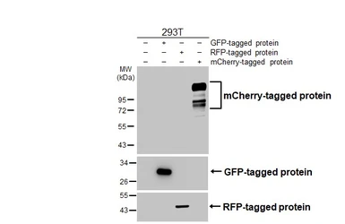 Anti-mCherry antibody [HL4202] used in Western Blot (WB). GTX643025