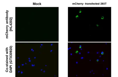 Anti-mCherry antibody [HL4202] used in IHC-P (cell pellet) (IHC-P (cell pellet)). GTX643025